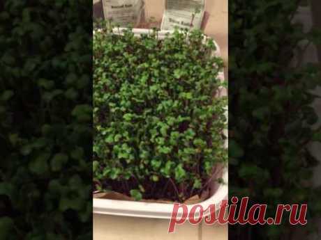 Микрозелень (молодые проростки) - вкусно, полезно, просто, быстро/micro-greens.
