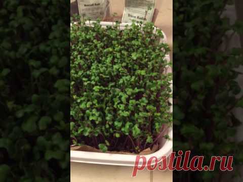 Микрозелень (молодые проростки) - вкусно, полезно, просто, быстро/micro-greens.