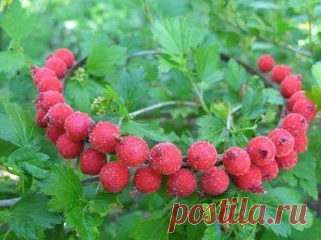 Ободок для волос сахарные ягодки своими руками. - YouTube