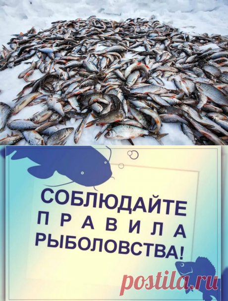 Неужели рыбнадзор в России почти не функционирует? Расскажу правду!