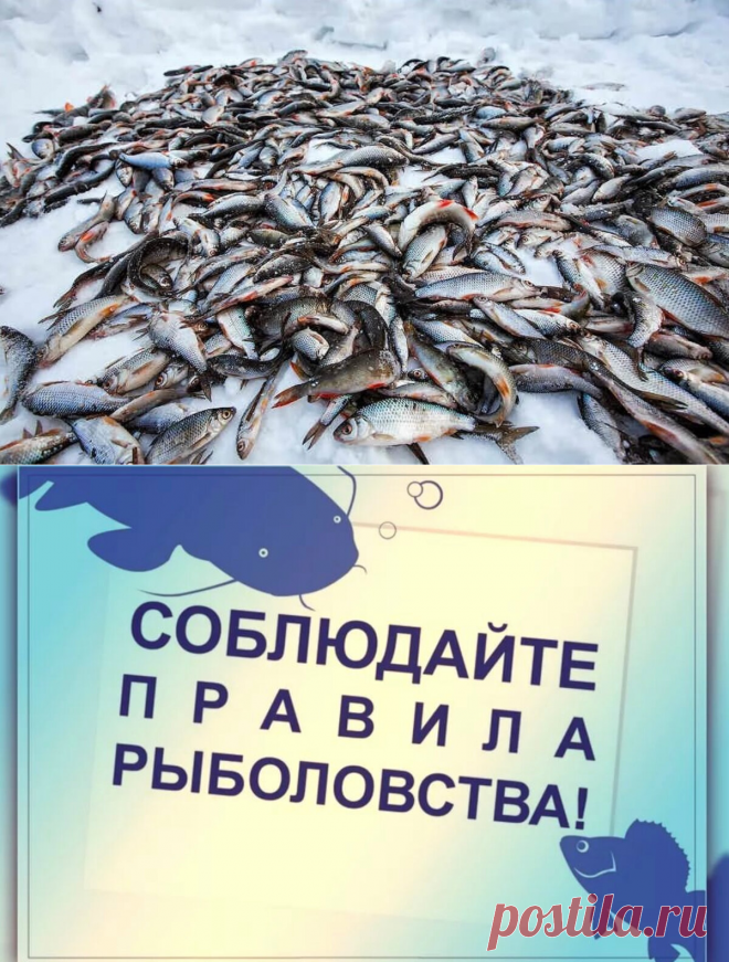 Неужели рыбнадзор в России почти не функционирует? Расскажу правду!