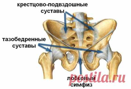 Сакральная роль крестца | Доктор Гульнара Мазитова | Яндекс Дзен