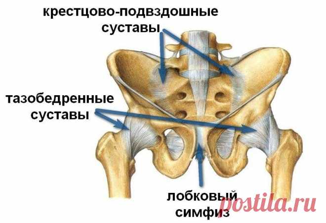 Сакральная роль крестца | Доктор Гульнара Мазитова | Яндекс Дзен