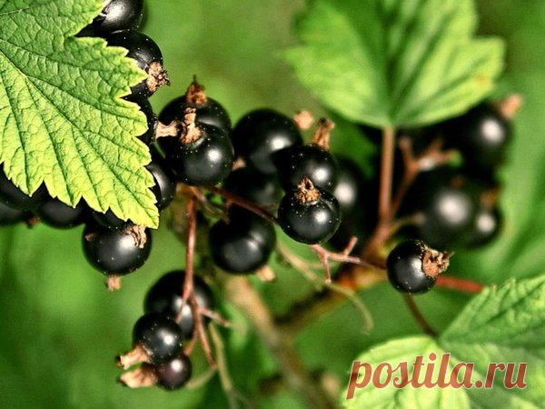 7 важных советов, после которых смородина даст богатый урожай - Идеальная хозяйка