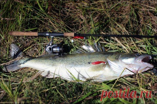 Необычные оснастки для ловли судака / Богатая добыча