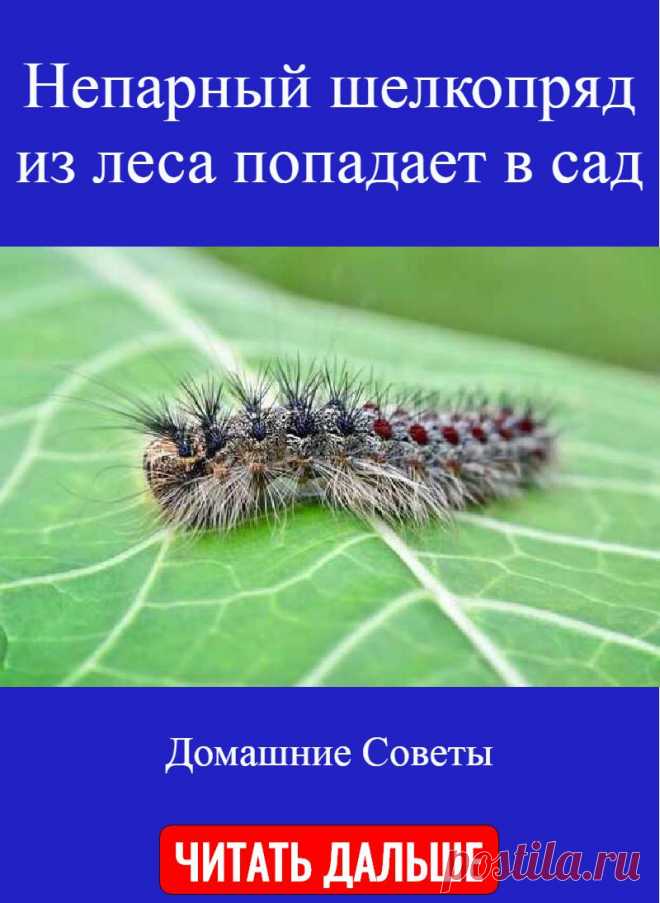 Непарный шелкопряд из леса попадает в сад