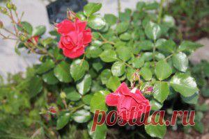 ЛЕТНЯЯ ПОДБОРКА МОИХ РОЗ