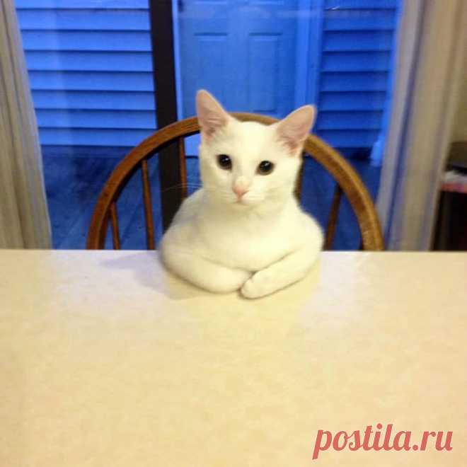 18 потешных котов, которые своим странным поведением шокируют окружающих