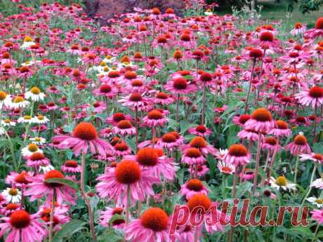 Многолетний садовый цветок Эхинацея (Echinacea). Корневищный травянистый многолетник с розово-красными соцветиями-корзинками. Отличается неприхотливостью и длительным цветением.

Основные виды.
Вид э.пурпурная (E.purpurea) выделен из рода рудбекий - куст высотой до 1 м, стебли ветвящиеся, опушенные. Нижние листья черешковые, собраны в прикорневую розетку, стеблевые - овально-ланцетные, шершавые. Корзинки одиночные, до 15 см в диаметре, красно-лиловые с выпуклой темно-коричневой серединкой.