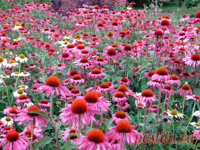Многолетний садовый цветок Эхинацея (Echinacea). Корневищный травянистый многолетник с розово-красными соцветиями-корзинками. Отличается неприхотливостью и длительным цветением.