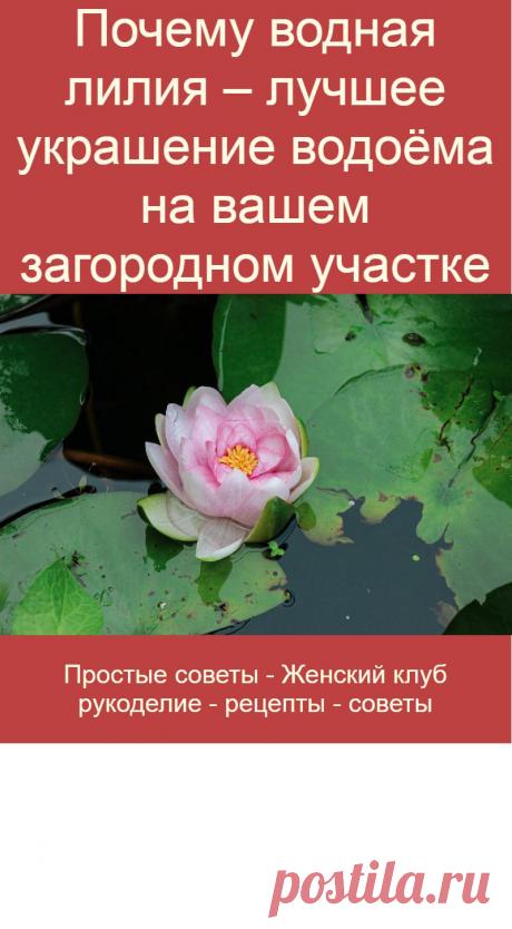 Почему водная лилия – лучшее украшение водоёма на вашем загородном участке