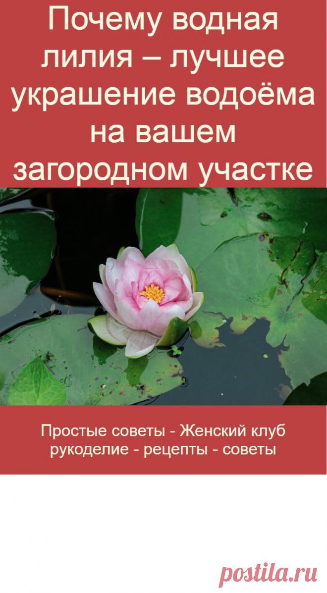 Почему водная лилия – лучшее украшение водоёма на вашем загородном участке