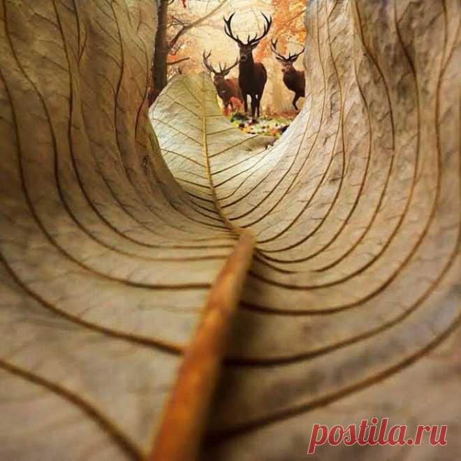 Оригинальное осеннее фото.