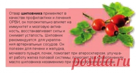 Шиповник - лечебные свойства