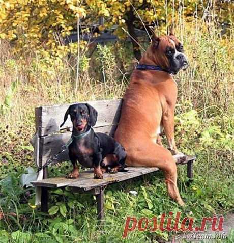 Смешные животные