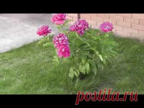 ОПОРА ДЛЯ ПИОНОВ И ДРУГИХ РАСТЕНИЙ. Опора для пионов своими руками. Такие опоры подойдут для поддержки и других декоративных растений
https://youtu.be/B3OIpnUWZ9c
и второй вариант
https://youtu.be/_9C-rLK_hTo
Посмотрите.немплохи…