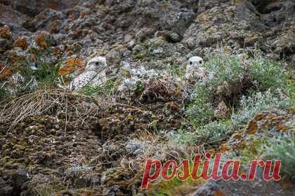 Российский фотограф заснял играющих в прятки краснокнижных хищников. В Челябинской области российский фотограф заснял редких кречетов, считающихся самыми большими соколами. Он смог сфотографировать хищников, когда они играли в прятки. На публикуемых снимках видно, как птицы сидят на земле, в соломе и на бревне. Уточняется, что кречеты — краснокнижные хищники.