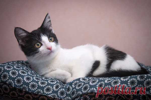 Знакомьтесь - котёнок Ряженка! Москва и МО – Животные ищут дом, пользователь Natalia Chiki | Группы Мой Мир