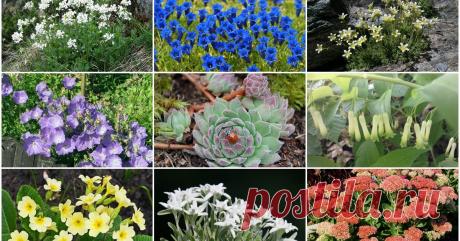 Малыши-крепыши: 15 лучших низкорослых растений для альпийской горки и рокария Что посадить на альпийской горке, чтобы растения не только комфортно себя чувствовали, но и отменно выглядели?