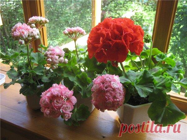 Как вырастить пышную герань. Советы цветоводов | Все о цветоводстве | Яндекс Дзен