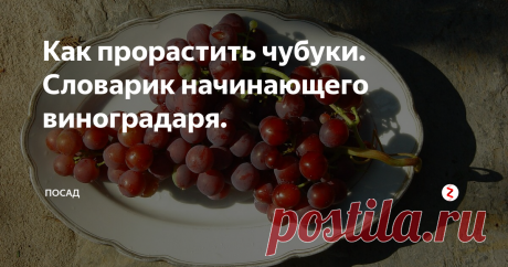 Как прорастить чубуки. Словарик начинающего виноградаря. При описании приёмов ухода за виноградом применяется столько терминов, что голова иной раз идёт кругом. Что такое катаровка? А чеканка?
Я составила для себя словарь непонятных терминов. Делюсь с вами:
Бороздование -  приём, стимулирующий образование корней. Заключается в нанесении продольных надрезов между двумя нижними глазками черенка.     
Каллюс – наплыв, образующийся в местах бороздования, п