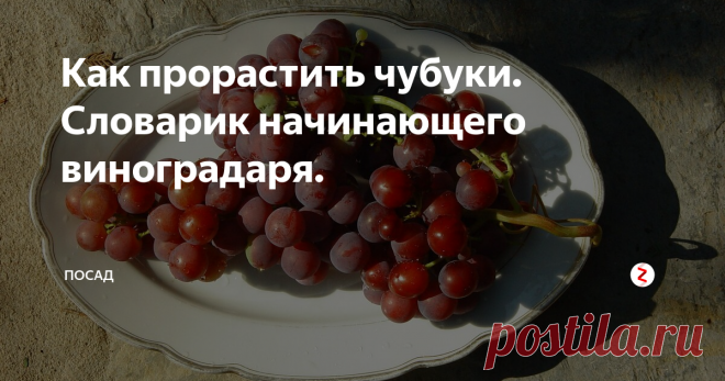 Как прорастить чубуки. Словарик начинающего виноградаря. При описании приёмов ухода за виноградом применяется столько терминов, что голова иной раз идёт кругом. Что такое катаровка? А чеканка?
Я составила для себя словарь непонятных терминов. Делюсь с вами:
Бороздование -  приём, стимулирующий образование корней. Заключается в нанесении продольных надрезов между двумя нижними глазками черенка.     
Каллюс – наплыв, образующийся в местах бороздования, п
