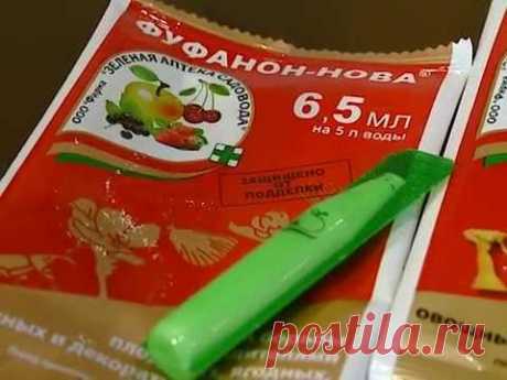 Фуфанон инструкция по применению и отзывы. Обработка фуфаноном комнатных цветов