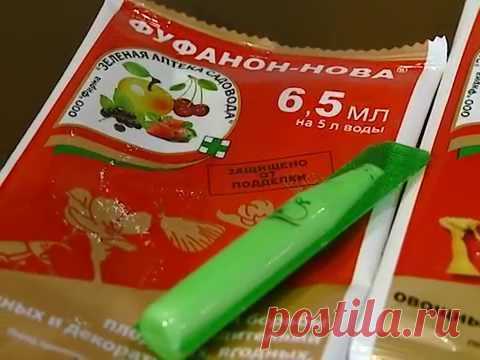 Фуфанон инструкция по применению и отзывы. Обработка фуфаноном комнатных цветов