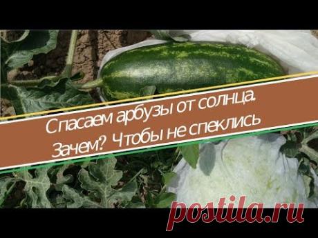 Укрываем арбузы от солнца. Зачем это нужно и как это правильно делать. ДЕЛЮСЬ СВОИМ СЕКРЕТОМ - YouTube