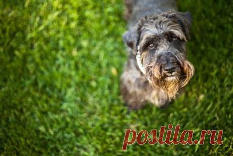 5 Tips For Fighting Fleas