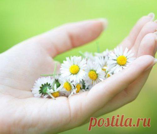 Самые полезные лекарственные растения для дачи - МирТесен