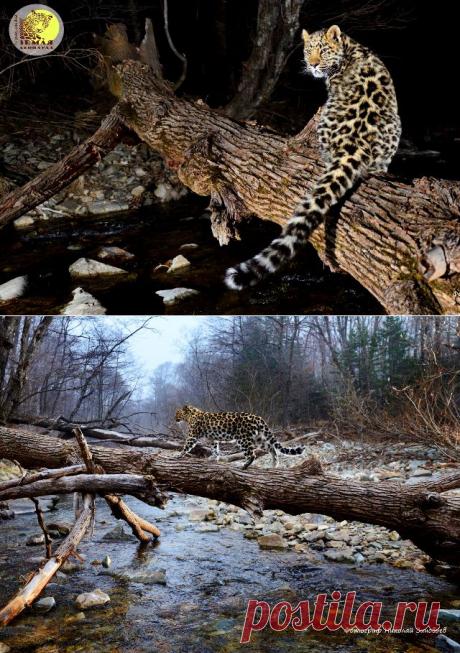 Пятнистая семейка 2 | На краю земли
Пришла осень и пятнистая семейка из национального парка &quot;Земля леопарда&quot; покинула &quot;съёмочную площадку&quot; реалити-шоу.
Леопардесса Кедровка увела своих малышей знакомиться с другими таёжными тропами, ей надо многому их научить, многое показать, прежде чем они отправятся в самостоятельную жизнь.