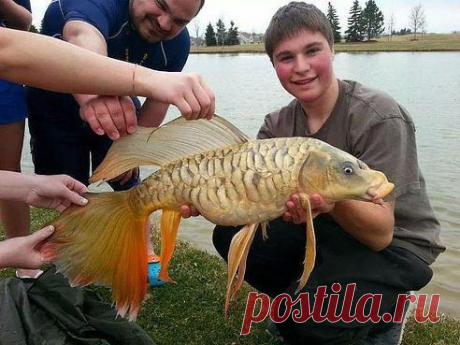 Одноклассники