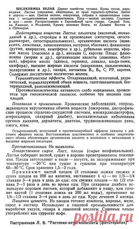 Шелковица белая (тутовое дерево)
