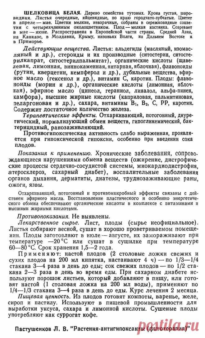 Шелковица белая (тутовое дерево)
