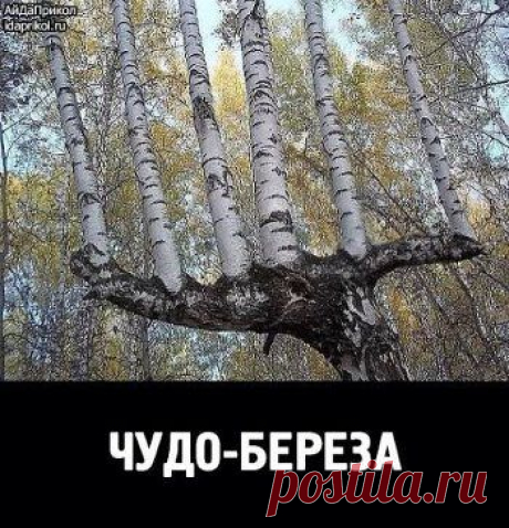 чудо-береза