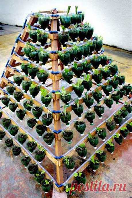 Рассада в бутылках - Вторая жизнь вещей - Сделай сам - Блог - GardenWeb
