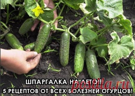 1. После появления всходов в фазе развития 3 – 4 листочков, огурцы нужно обработать следующим составом: В ведро воды добавить 30 капель йода, 20г хозяйственного мыла и 1 л молока. Опрыскивание таким составом можно проводить через каждые 10 дней.
2. С вечера замочить булку хлеба в ведре воды, утром размять хлеб, добавить маленький пузырек йода, развести 1л жидкости в ведре воды и побрызгать огурцы. Оставшуюся жидкость можно хранить в прохладном месте. Этим раствором обрабатывать грядки каждые 2