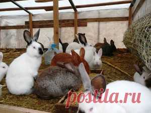 Кролиководство и разведение кроликов в домашних условиях для начинающих