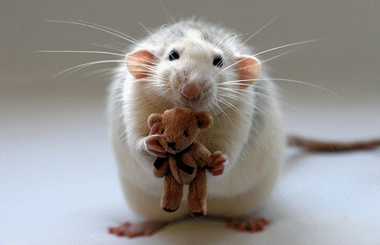 belles images animaux - Page 56