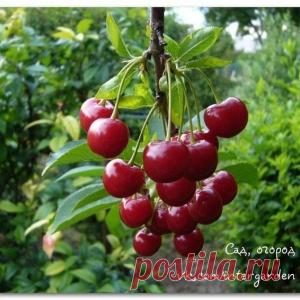 Чем подкармливать вишню? - МирТесен