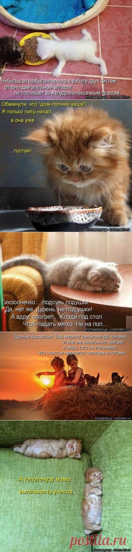 Котоматрица - фотографии животных с прикольными надписями ))