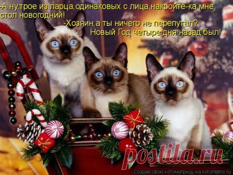 Свежая новогодняя котоматрица под заказ.