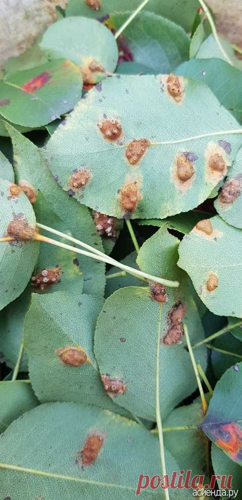 Как избавиться от ржавчины на груше / Асиенда.ру