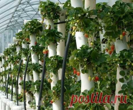 20+ крутых идей для вкусного клубничного лета - Идеальная хозяйка