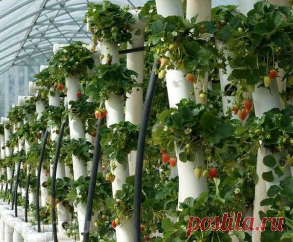 20+ крутых идей для вкусного клубничного лета - Идеальная хозяйка