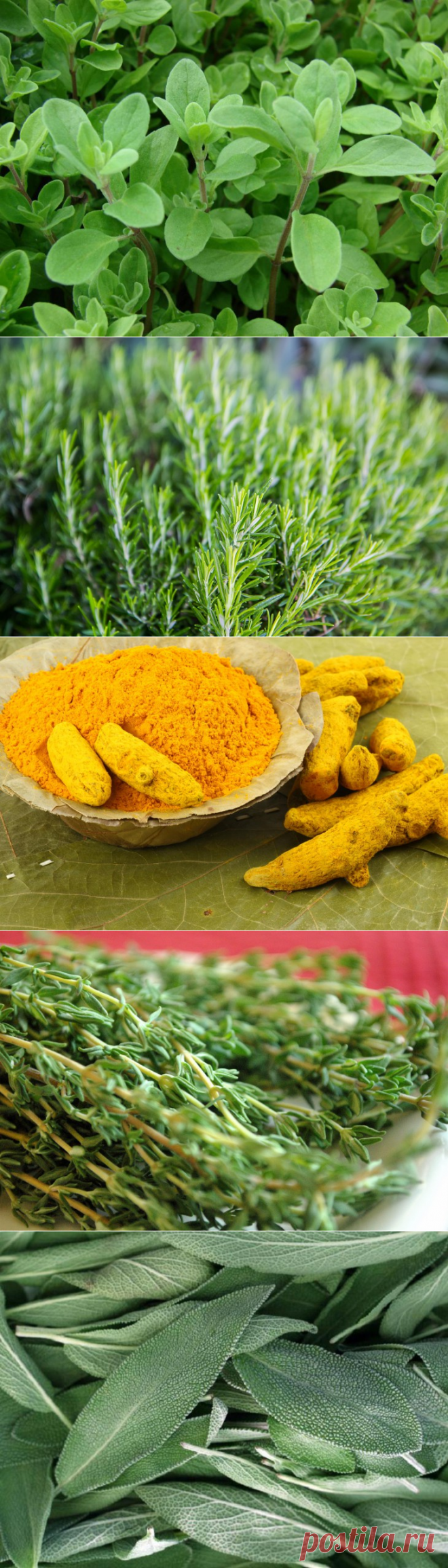 Как укрепить иммунитет без лекарств: 5 бесценных специй на каждый день • Фактрум