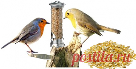 Птицы | Записи в рубрике Птицы | ИНТЕРЕСНЫЙ БЛОГ Лесяка.Ру