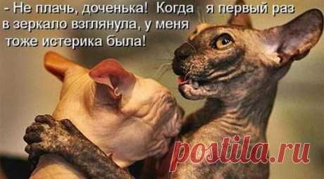 Смешные коты
