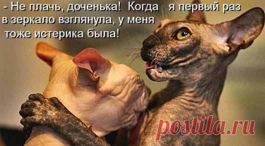 Смешные коты